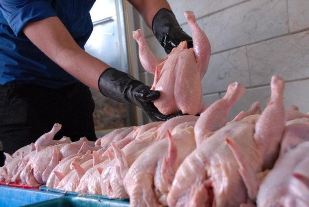 روزانه ۹۵۰ تن مرغ با قیمت مصوب در تهران توزیع می شود