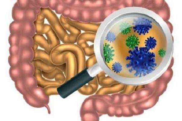 داروی کاهش کلسترول موجب بهبود میکروبیوم های روده می شود