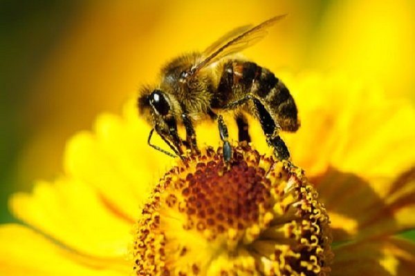 یافته محققان استرالیایی: ترکیب نیش زنبور عسل موجب نابودی سلول های سرطان سینه می شود