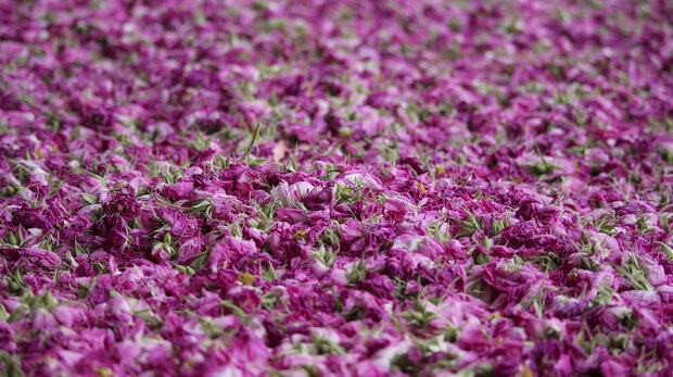 بزرگترین فرش گل محمدی جهان در میمند فارس پهن شد