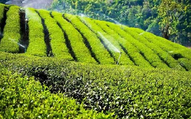 ادامه حیات صنعت چای کشور با حمایت های دولت