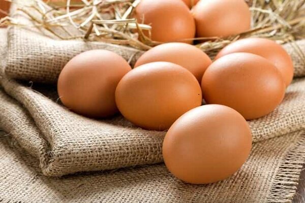 طرح ارتقای کیفیت تخم مرغ تابستان امسال اجرا می‌شود