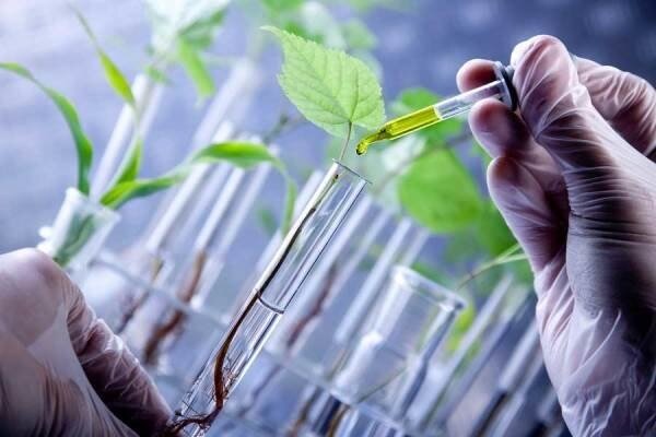 رئیس انجمن علمی گیاهان زینتی: تاثیر مثبت گل و گیاه در تسریع بهبودی بیماران