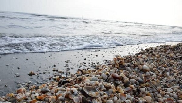 استفاده از صدفهای دریای خزر برای درمان نواقص استخوانی