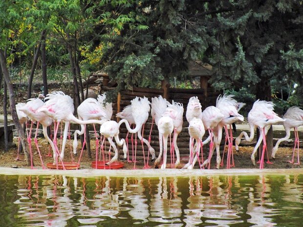 آزادسازی پرندگان در باغ پرندگان تهران