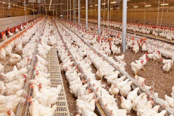 در سال ۹۸ نسبت به ۹۷ ثبت شد: افزایش ۲۰ درصدی تورم تولیدکننده مرغداری‌های صنعتی