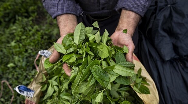 با وجود سرمای اول فصل اتفاق افتاد: برداشت ۱۱۷ هزار تن برگ سبز چای در سال جاری