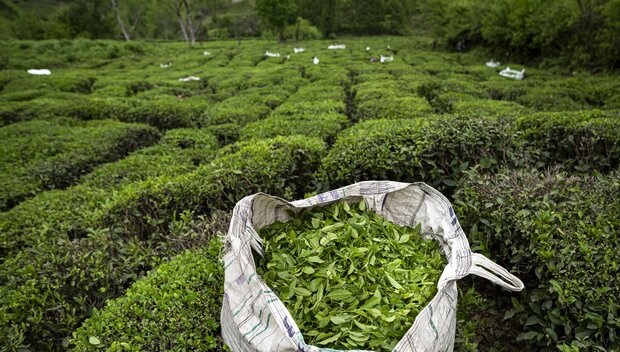 رئیس سازمان چای کشور: افزایش ۴ درصدی خرید برگ سبز چای