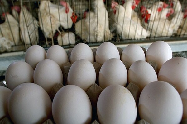 عرضه تخم مرغ بصورت بسته بندی شده اجباری می شود