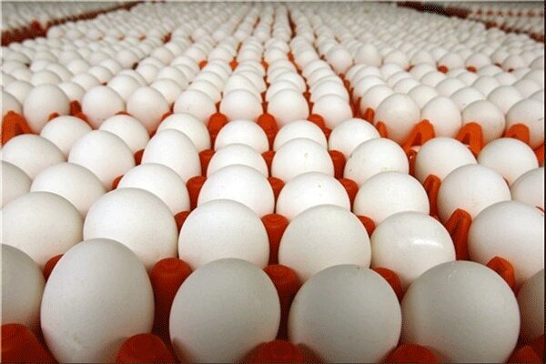 مدیرعامل اتحادیه سراسری مرغ تخم گذار: مازاد تولید ۱۰ هزارتن تخم مرغ در روز /۲ راهکار برای تنظیم بازار