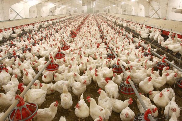 تامین به موقع نهاده‌های دامی قیمت مرغ را متعادل می‌کند