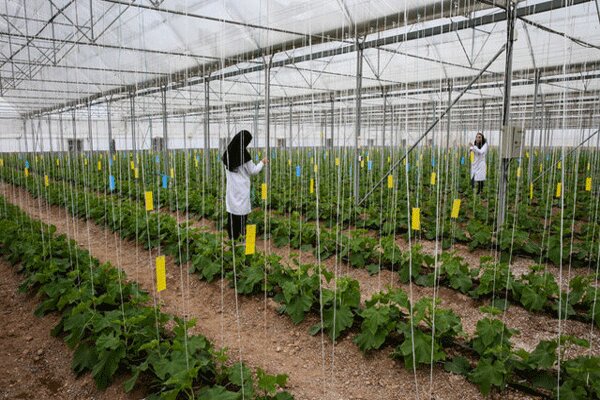۳۳ میلیارد تومان برای شرکت‌های دانش بنیانِ کشاورزی تخصیص یافت