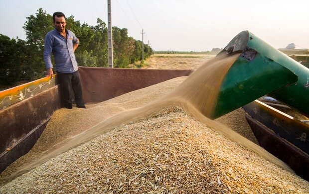 مجری طرح گندم خبر داد: خرید ۲۷۰ هزارتن گندم دوروم در قالب کشت قراردادی