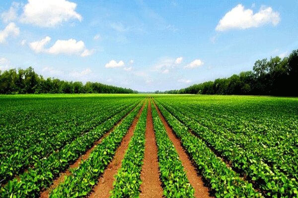 جذب سرمایه ‏های خصوصی در بخش کشاورزی تسهیل شود