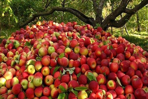 صادرات ۵۵۰ هزار تن سیب در ۱۱ ماهه سال گذشته