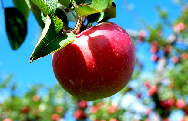 امسال ۴.۱ میلیون تن سیب در کشور تولید می شود
